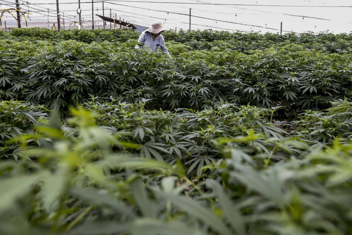 Colombia es uno de los lugares más competitivo y más amigable con el medio ambiente en el mundo para la producción de grandes volúmenes de productos de cannabis completamente naturales. FOTO: SANTIAGO MESA.
