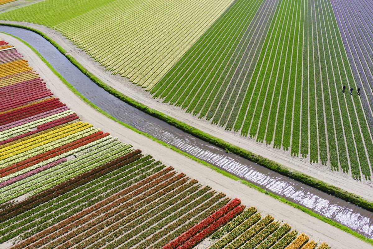 Tercer lugar en la categoría Lugares. Campos de tulipanes en Voorhout, Holanda de anders@andersa.com
