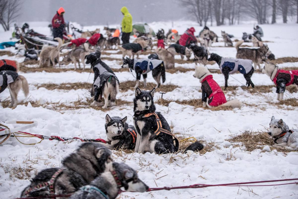 La prueba, que transcurre a través de los caminos de las montañas Orlické Hory, es una de las más exigentes en su disciplina tanto para los mushers (pilotos) como para sus perros. Foto. Martin Divisek EFE