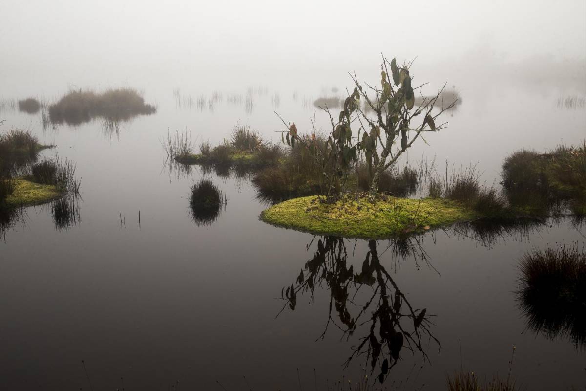 La laguna en la parte alta del páramo se encuentra a 3.100 msnm. Alberga múltiples especies de fauna y flora, algunas de ellas endémicas de esta región. Foto : Esteban Vanegas