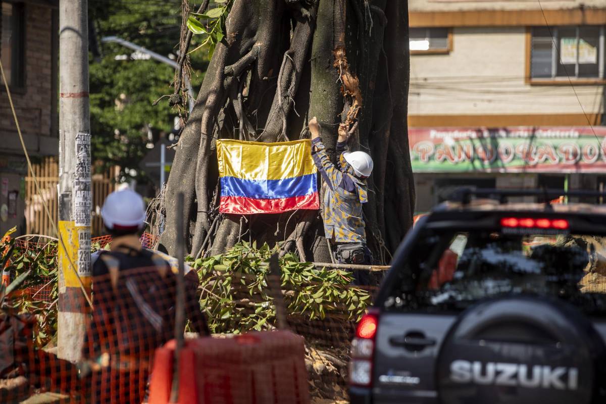 Entre los árboles talados están tres históricos cauchos que estaban ubicados sobre la calle 50 (Colombia). FOTO CAMILO SUÁREZ
