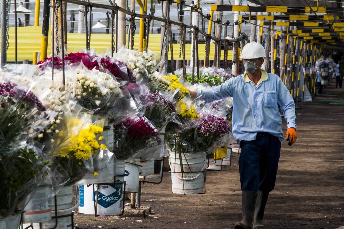 Se han creados nuevas estrategias tecnológicas y de competitividad para aumentar la producción de cultivos de flores. Foto: Julio César Herrera