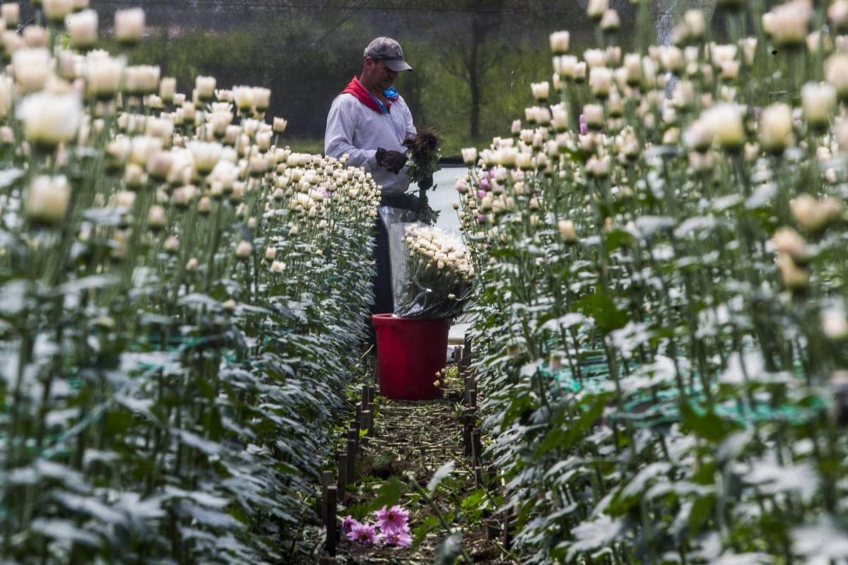  La Ceja y Rionegro se encuentran la mayoría de cultivos exportadores a Estados Unidos, Canadá, Centro América y Rusia. Foto: Julio César Herrera