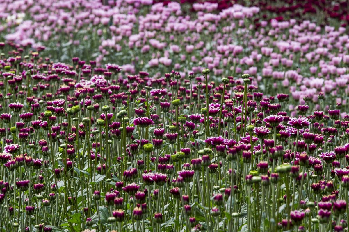Antioquia representa el 27% de la producción de flores del país, cuyos cultivos se encuentran ubicados, en su mayoría, en el Oriente. Foto: Julio César Herrera 