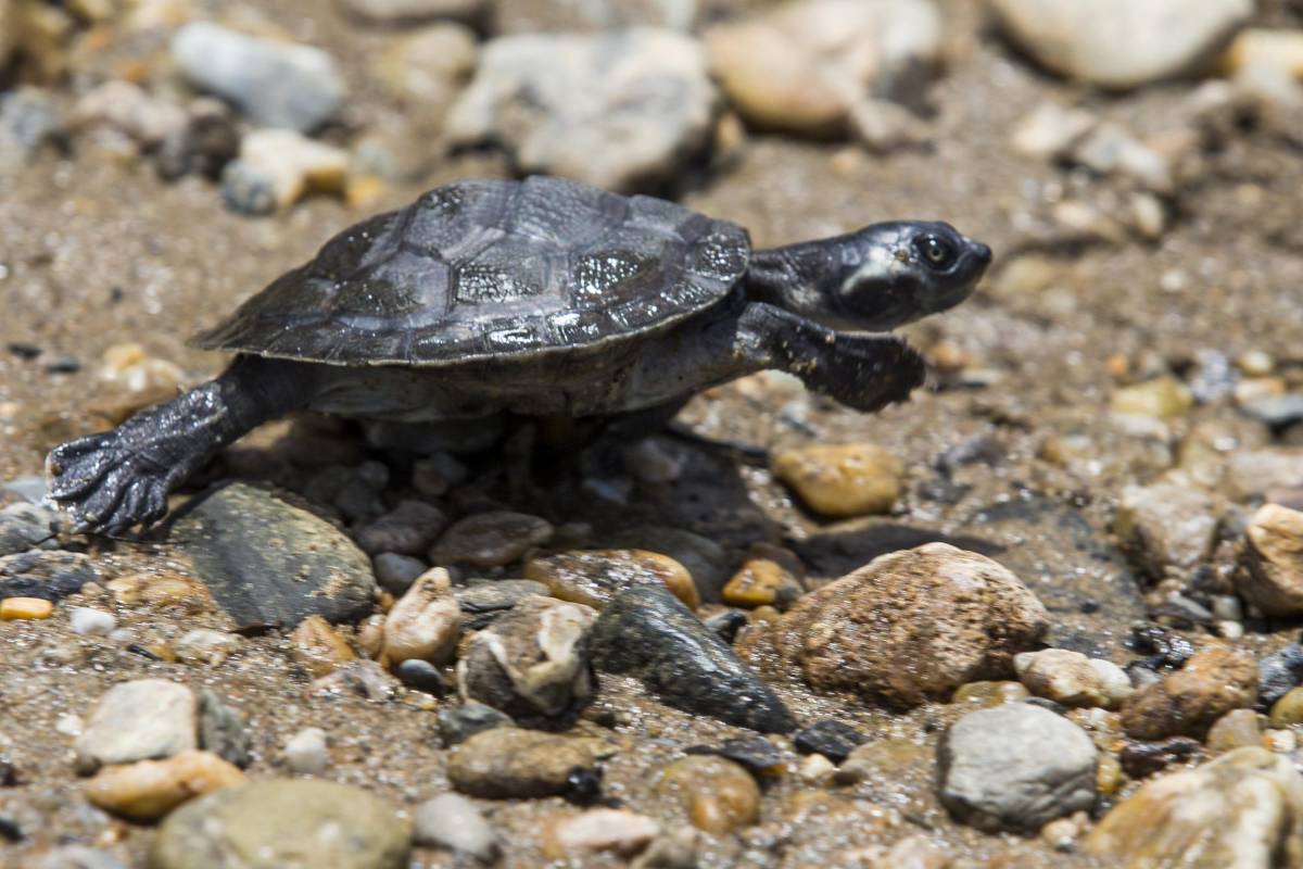 Cuando las tortugas salen del cascarón no se van al río inmediatamente, sino que se meten dentro de la arena y en seis días buscan el agua. FOTO: JULIO CÉSAR HERRERA 