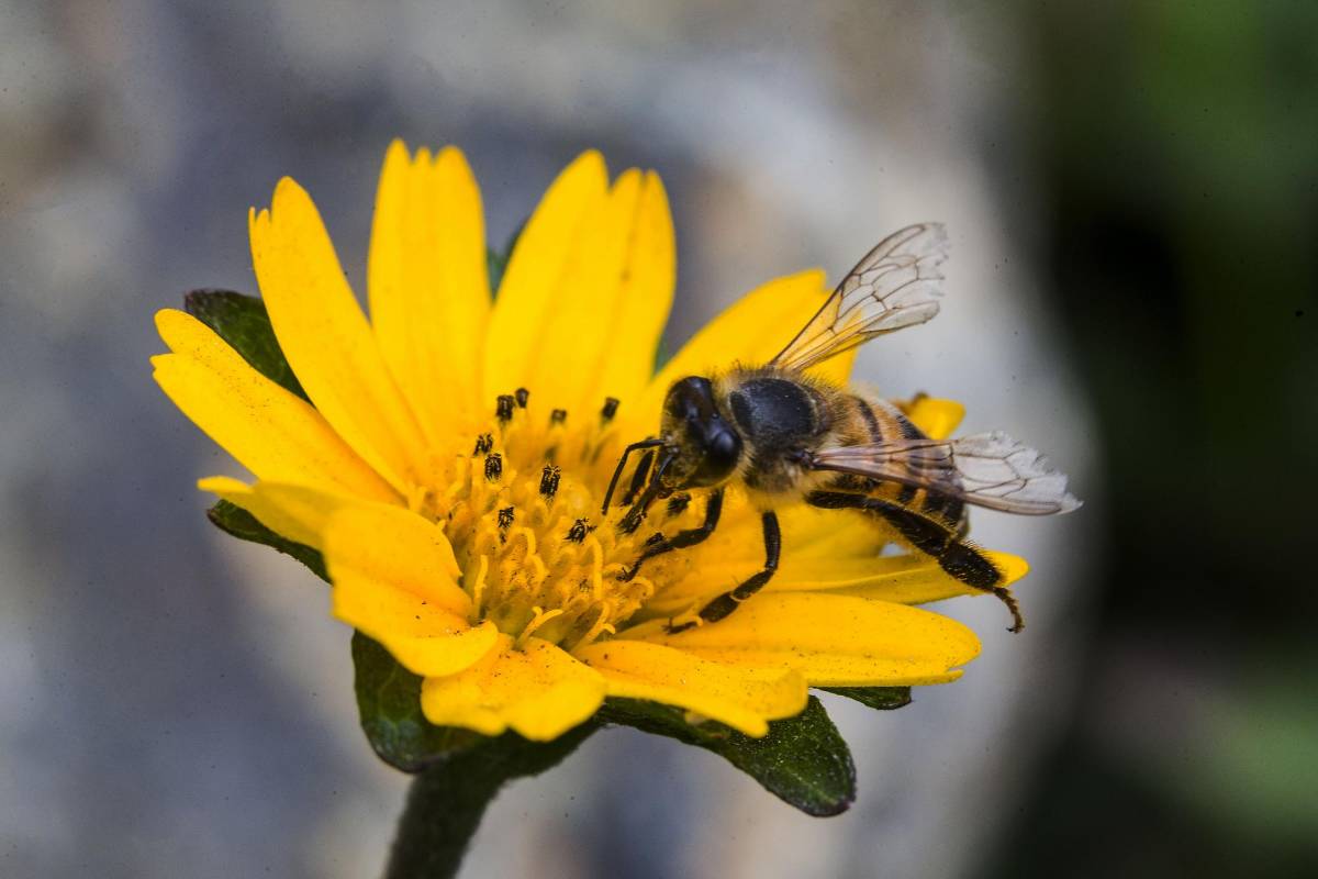 Con este nuevo proyecto, se recuperaron variedad de especies que remplazaron esos espacios duros llenos de baldosas y cemento. Foto: Julio César Herrera.