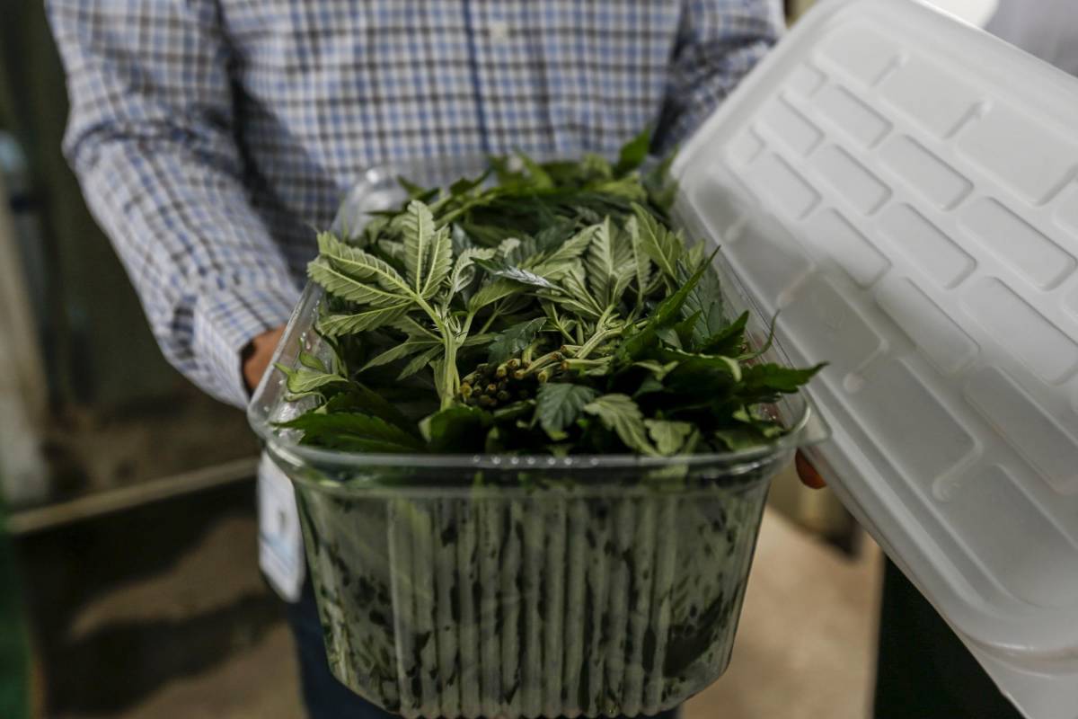 El material vegetal es el resultado de las primeras siembras que le fueron autorizadas a la empresa. FOTO: SANTIAGO MESA.