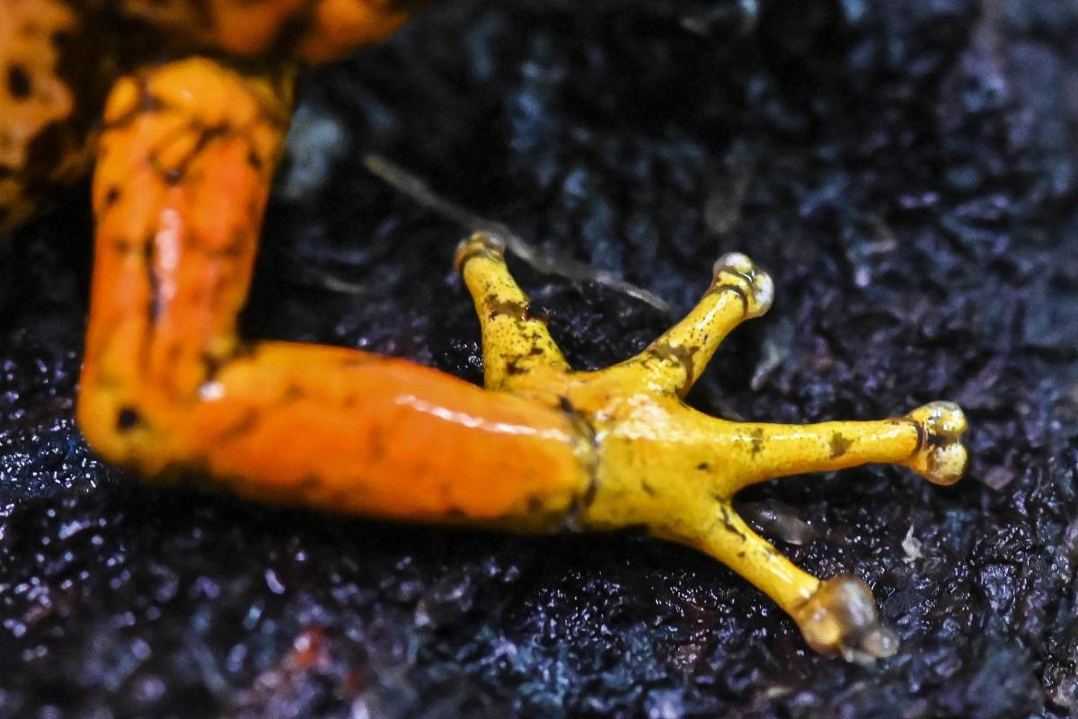 Su nombre científico es Atelopus limosus. FOTO: LUIS ROBAYO / AFP.