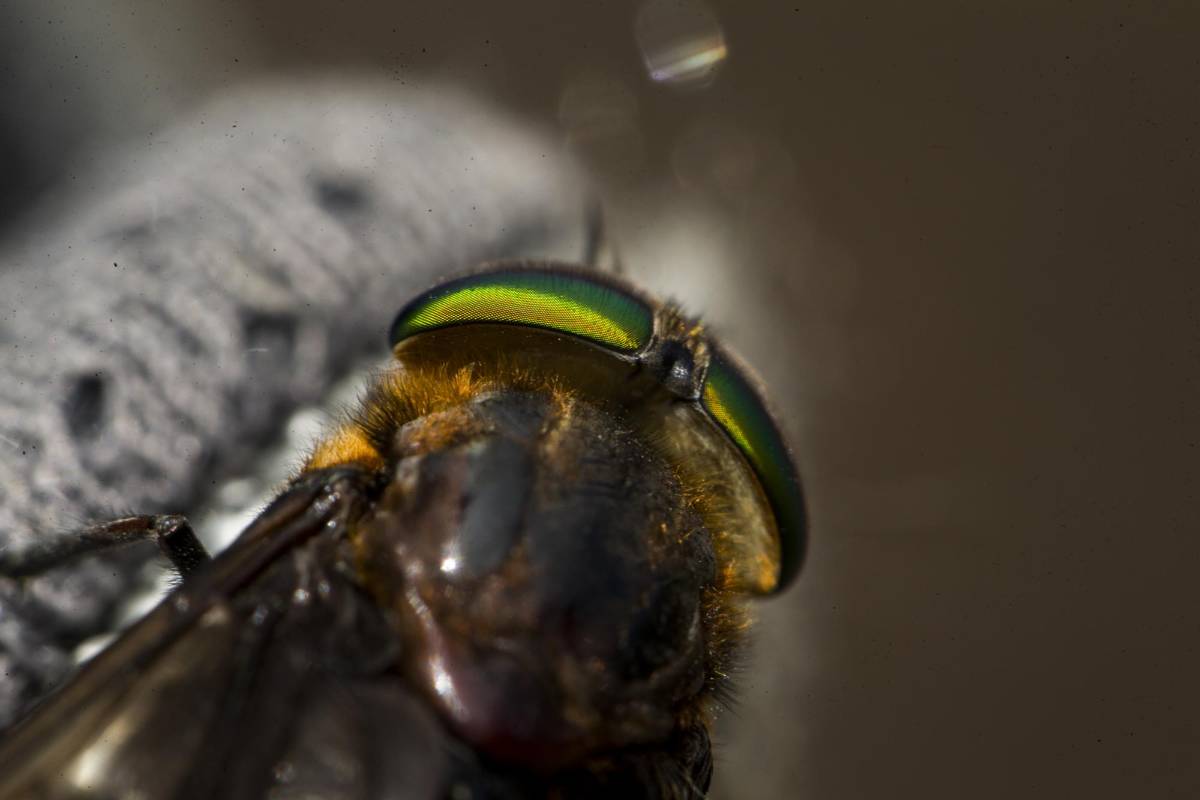 Los insectos son fundamentales para este ecosistema, muchos de ellos polinizan las plantas y mantienen el ciclo de vida de las demás especies. Foto: Esteban Vanegas