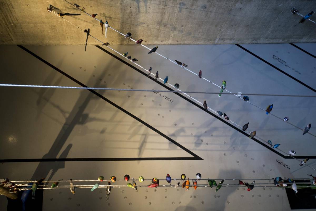 Más de 100 figuras de aves de todo el mundo talladas en madera e instaladas en espacio de corte urbano, hace parte de la exposición “Del vuelo a la poesía” de la artista Patricia Rodríguez en la universidad de Eafit. Foto: Santiago Mesa.