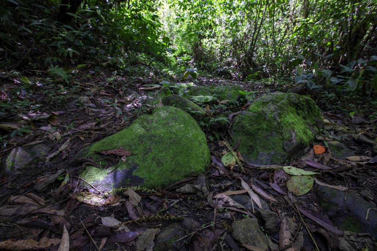 El Vallano, en Envigado, guarda ruidos de la naturaleza: el canto de los pájaros, árboles que se agitan con el viento y el correr del agua por el caudal de la quebrada La Ayurá. Foto: Edwin Bustamante