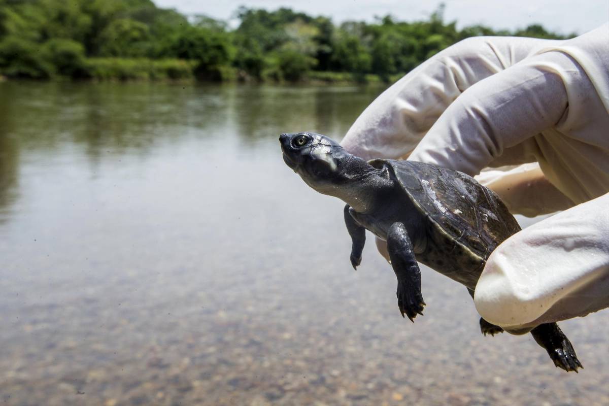 El Centro de Conservación de Tortugas, a cargo de Isabel Romero, conocida como La Chava, es el lugar en el que se protegen los huevos de tortugas de río y tortugas que están en peligro. FOTO: JULIO CÉSAR HERRERA 