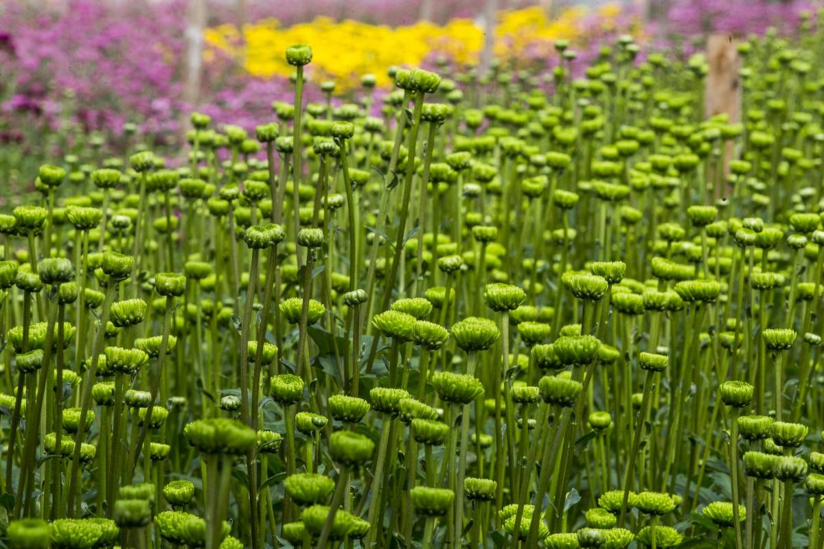 La flora de Antioquía es una de las más ricas y diversas que existen en Colombia. Foto: Julio César Herrer