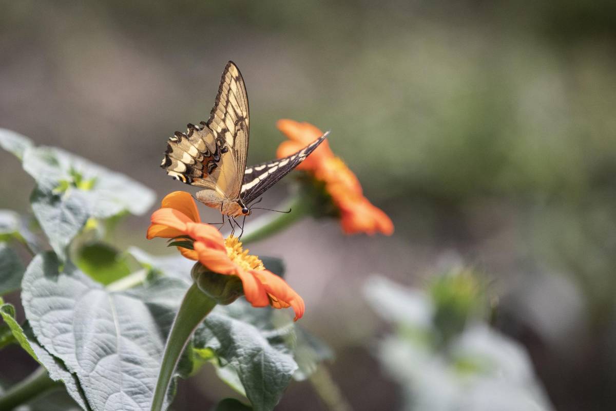 Quienes acuden a El Volador ven las setenta y cuatro especies de mariposas que llegan a polinizar el lugar en diferentes momentos y reverdecen este paraíso abierto en medio de la urbe de cemento. FOTO: Edwin Bustamante