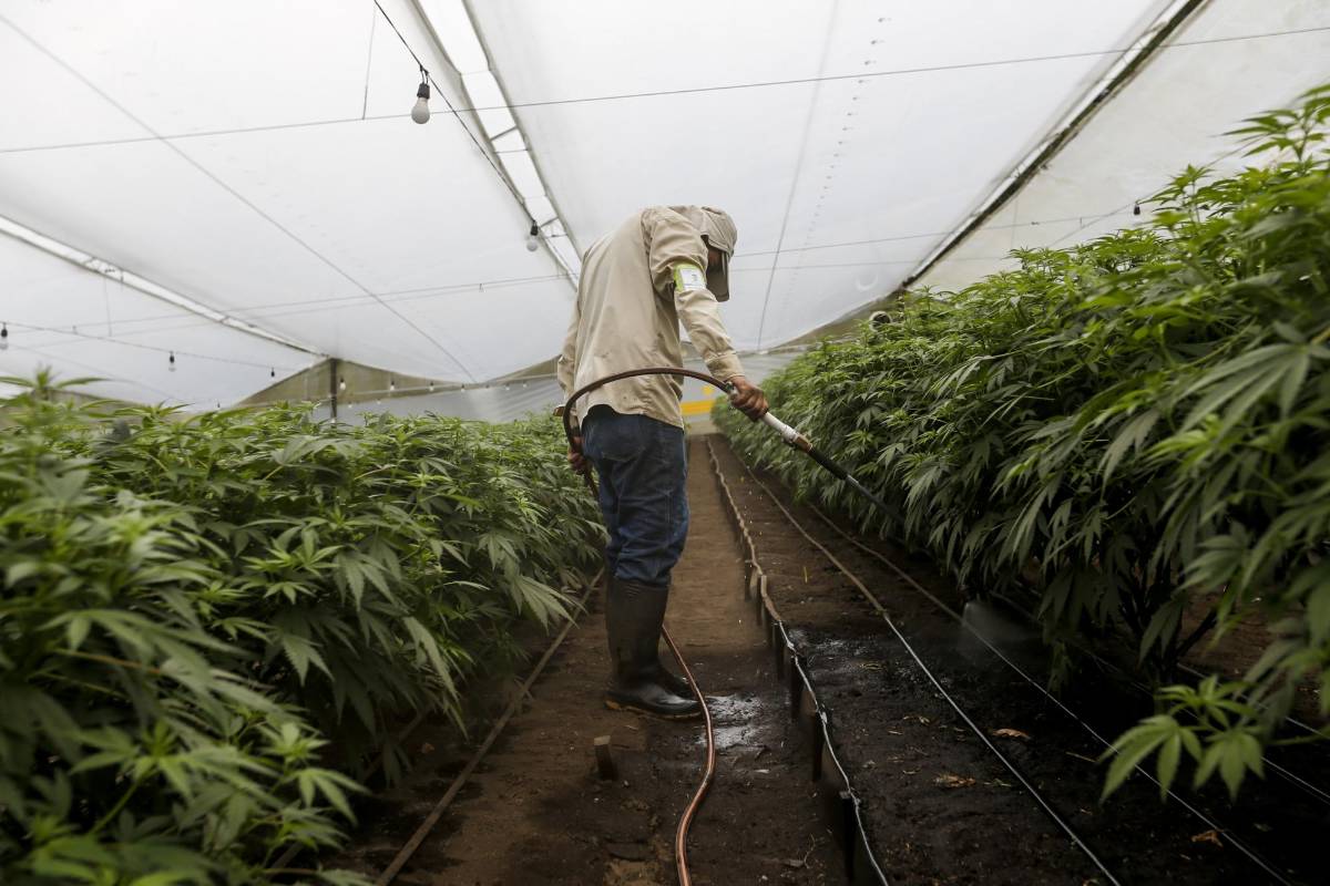 El clima de Colombia incentiva la propagación de invernaderos al aire libre, lo cual posibilita el cultivo de plantas que benefician al medio ambiente, pues absorben el CO2 de la atmósfera y generan grandes cantidades de oxígeno. FOTO: SANTIAGO MESA