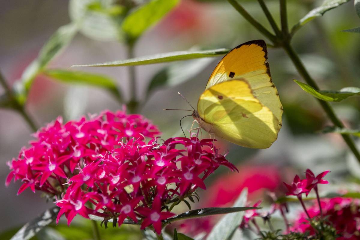 Quienes acuden a El Volador ven las setenta y cuatro especies de mariposas que llegan a polinizar el lugar en diferentes momentos y reverdecen este paraíso abierto en medio de la urbe de cemento. FOTO: Edwin Bustamante