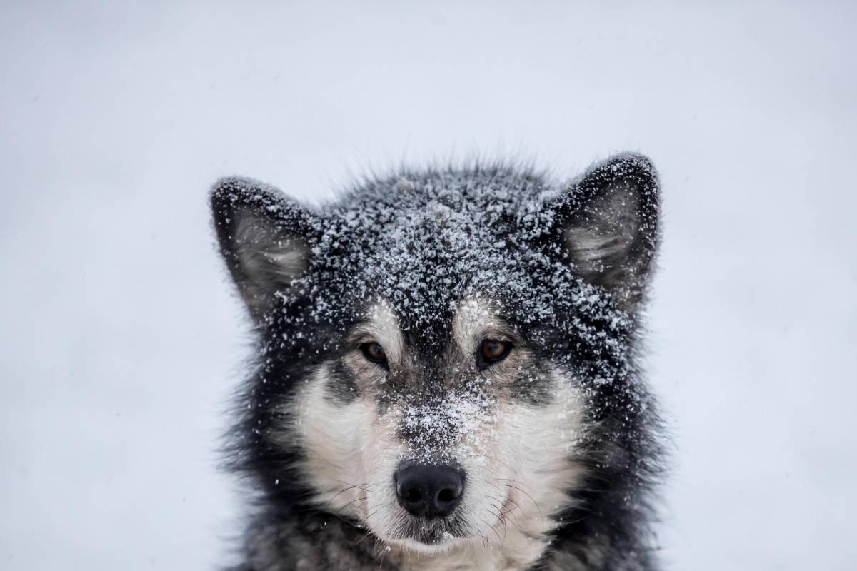 La prueba, que transcurre a través de los caminos de las montañas Orlické Hory, es una de las más exigentes en su disciplina tanto para los mushers (pilotos) como para sus perros. Foto. Martin Divisek EFE