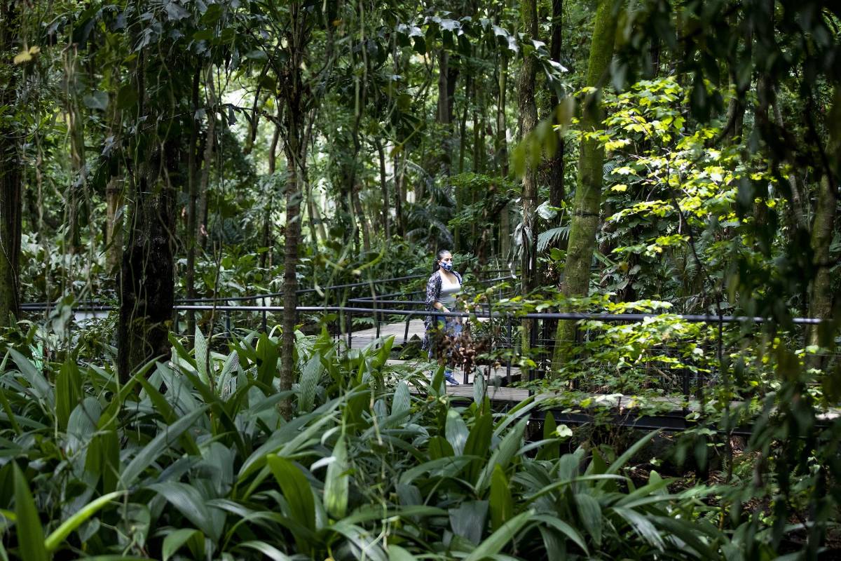 El Jardín abrirá parcialmente algunos espacios como el vivero, la tienda, la casa de las mariposas, el bosque tropical, el laboratorio de arquitectura urbana Foto: Jaime Pérez