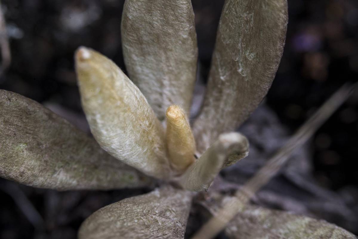 Gran diversidad de plantas se dan en la parte alta de este páramo, a más de 3.000 msnm hay especies en peligro por la expansión de la frontera agrícola y el cambio climático. Foto: Esteban Vanegas