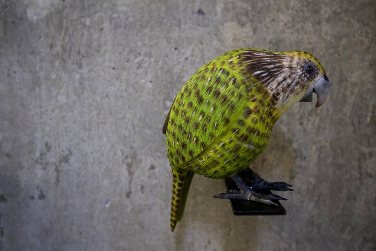 Más de 100 figuras de aves de todo el mundo talladas en madera e instaladas en espacio de corte urbano, hace parte de la exposición “Del vuelo a la poesía” de la artista Patricia Rodríguez en la universidad de Eafit. Foto: Santiago Mesa.