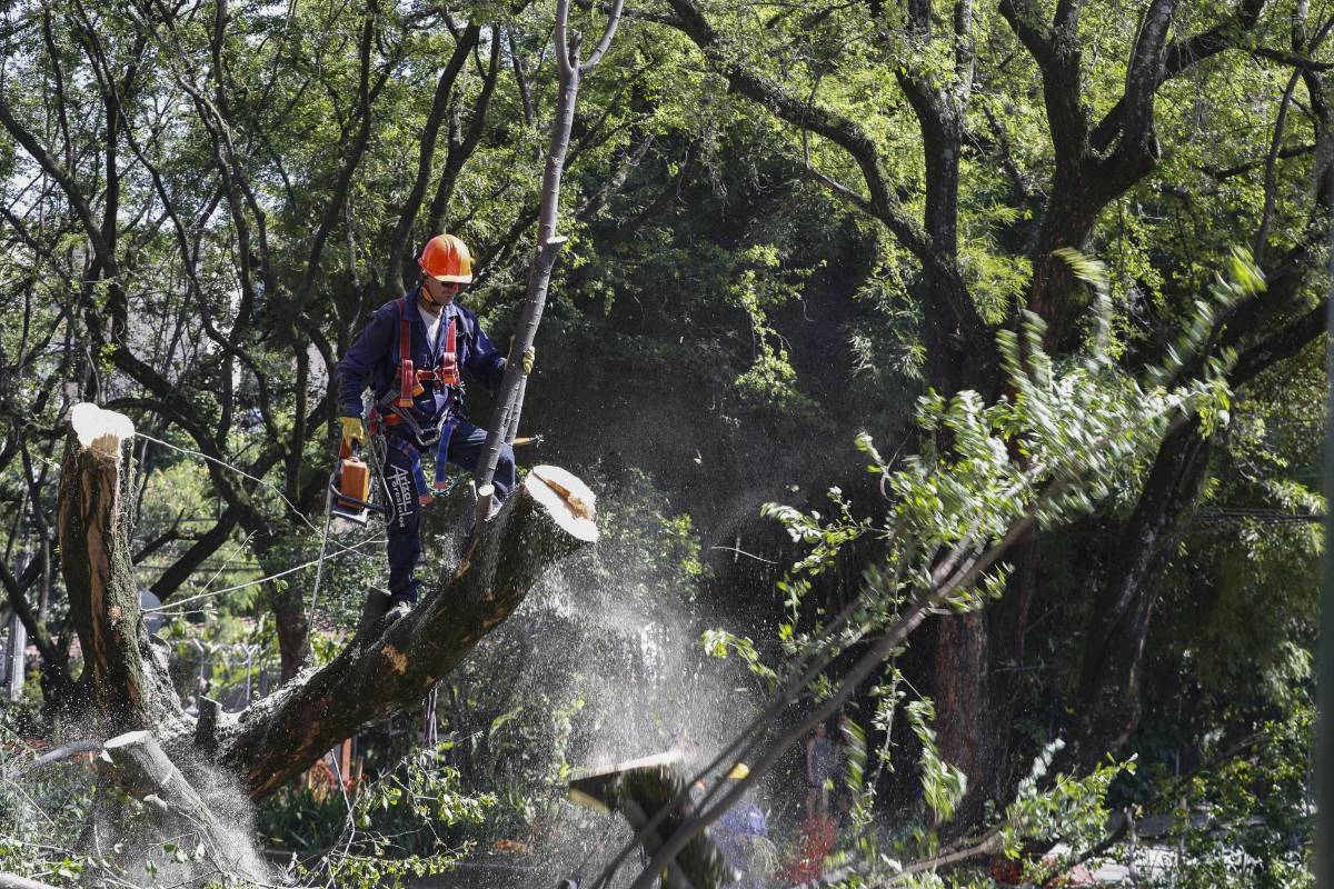La tala comenzó el pasado 31 de diciembre y fue reactivada este sábado 4 de enero. Ciudadanos protestaron pacíficamente. Foto Manuel Saldarriaga Quintero