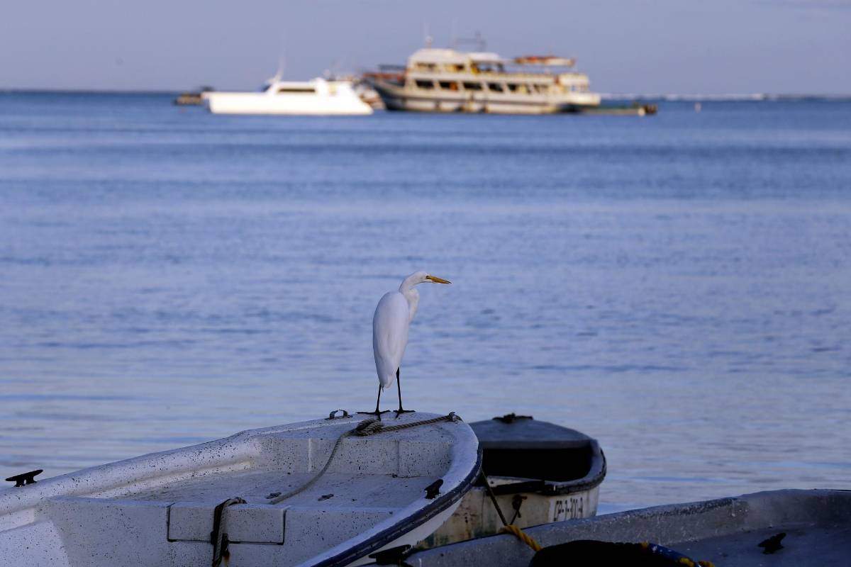 La pesca industrial obtuvo un apoyo del 50% en combustible. 