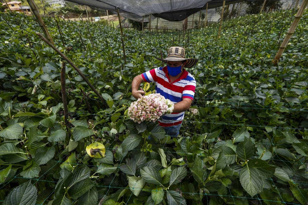 No hay forma de que lleguen a sus clientes naciones e internacionales. Foto: Manuel Saldarriaga Quintero.