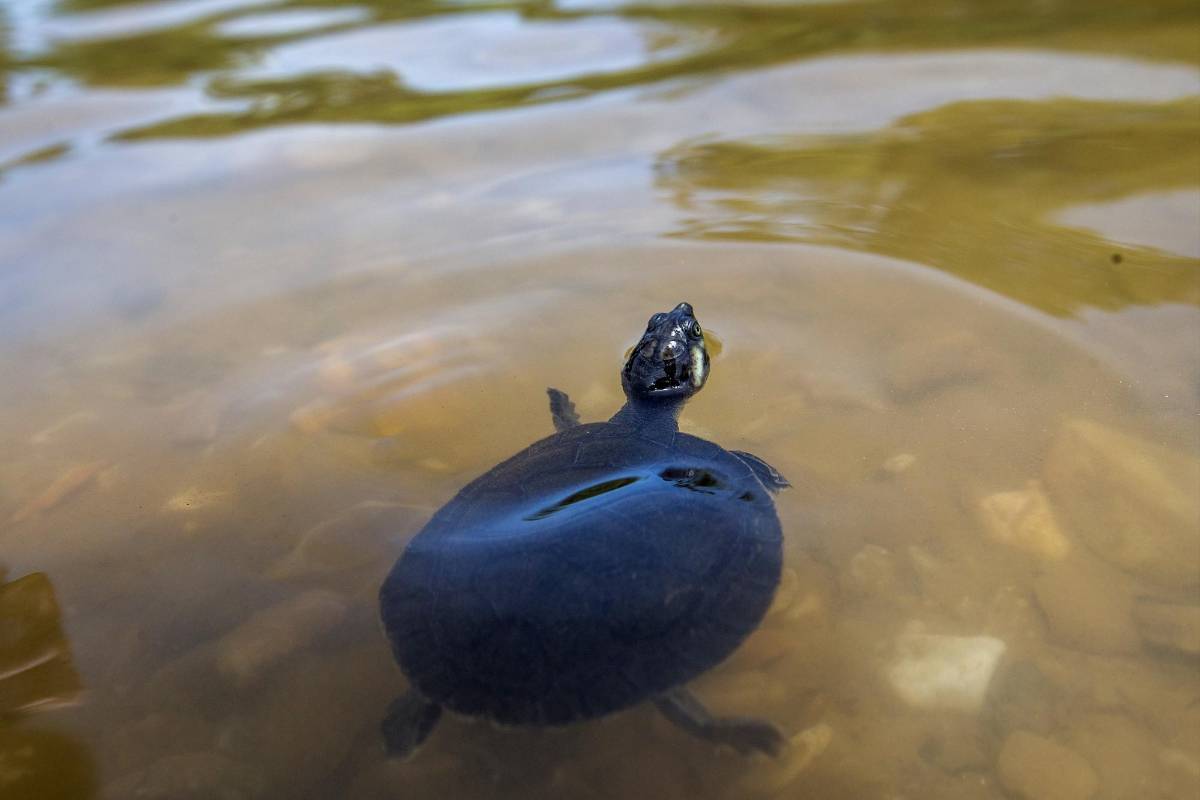 En una jornada de liberación, liberada por Cornare, el Área Metropolitana y el Centro de Conservación de Tortugas, 100 de estas especies quedaron en libertad en el Río Claro. FOTO: JULIO CÉSAR HERRERA 