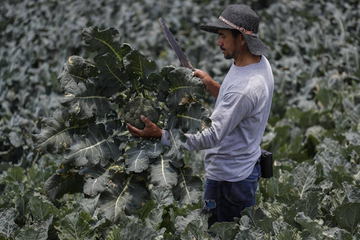 Nuestros campesinos siguen con su labor diaria de cultivar la tierra para que en medio de esta crisis tengamos los alimentos necesarios. Ellos también son nuestros héroes. Foto: Manuel Saldarriaga Quintero