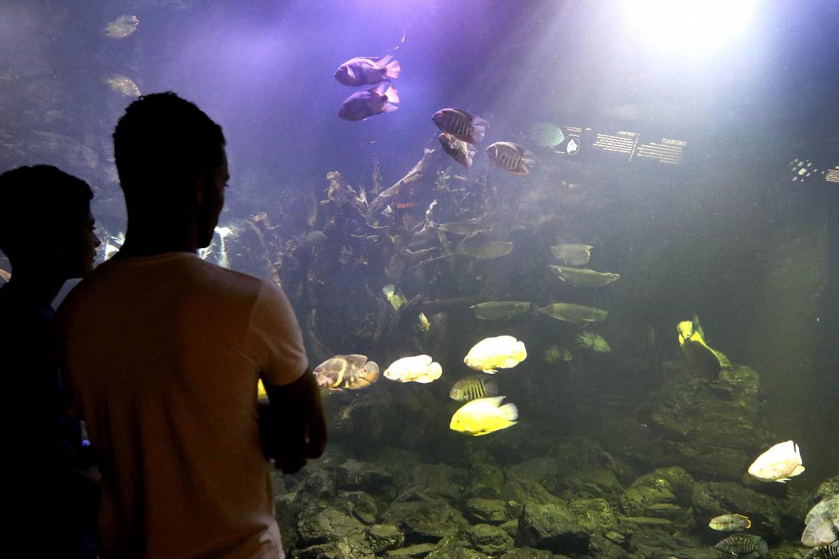 En la zona de agua dulce del acuario hay variedades de especies originarias del país. Foto: Julio César Herrera