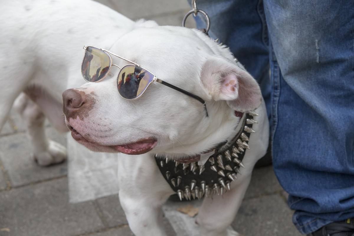 La edición 18 de la Caminata canina fue todo un éxito y tuvo masivo acompañamiento. FOTOS JAIME PÉREZ