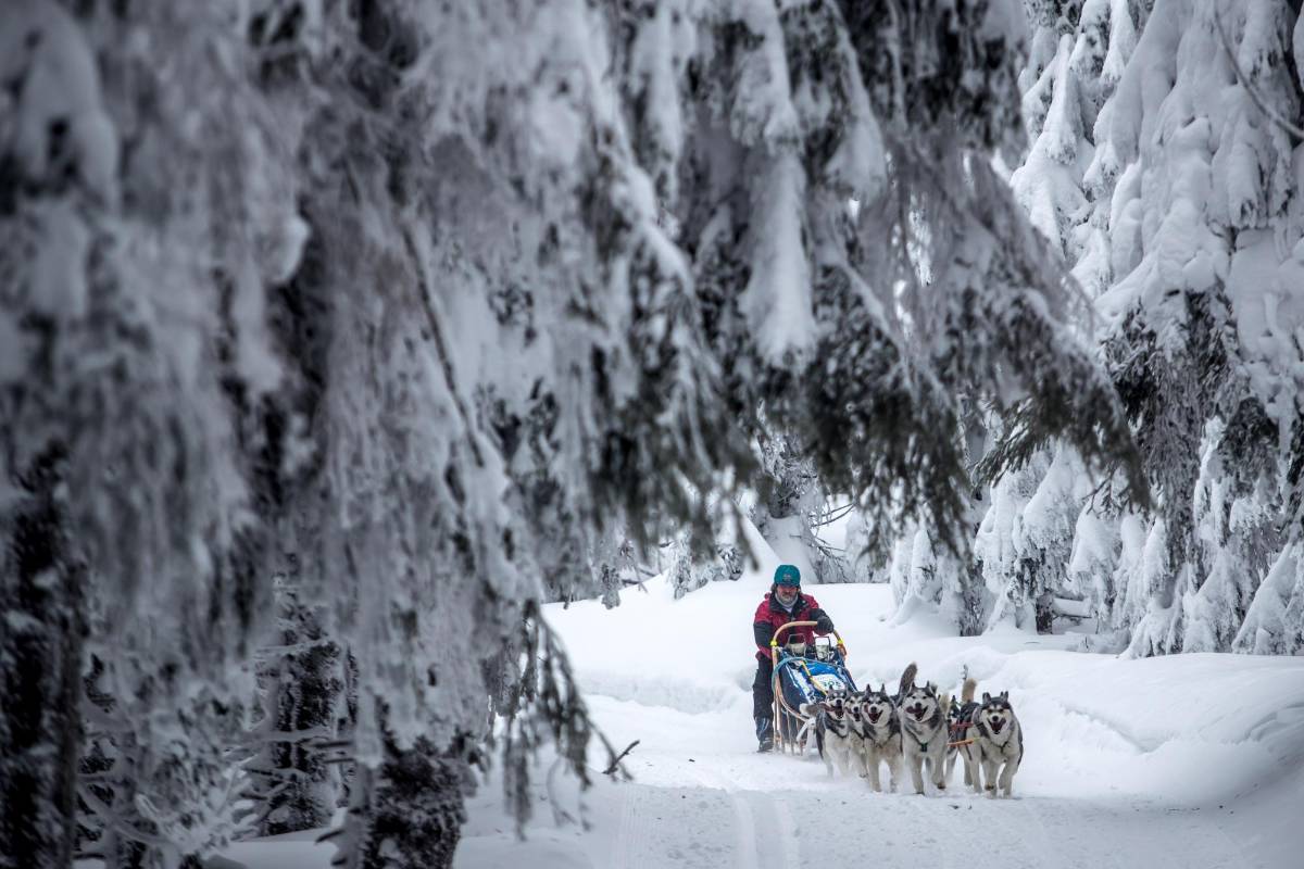 La prueba, que transcurre a través de los caminos de las montañas Orlické Hory, es una de las más exigentes en su disciplina tanto para los mushers (pilotos) como para sus perros. Foto. Martin Divisek EFE
