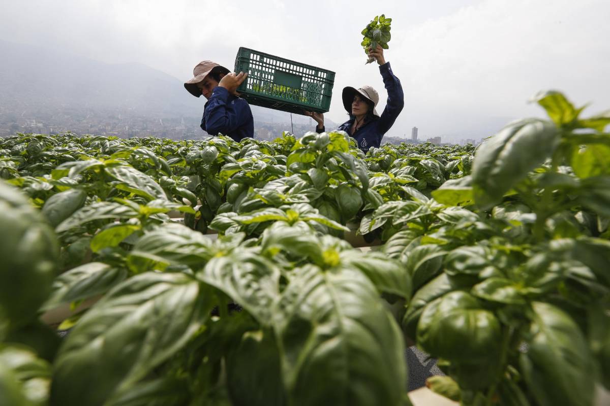 El programa de emprendimiento Aura Hidroponía busca expandir estos cultivos en balcones y terrazas de la cuidad. Se pueden producir flores, hortalizas y aromáticas. Foto: Manuel Saldarriaga Quintero
