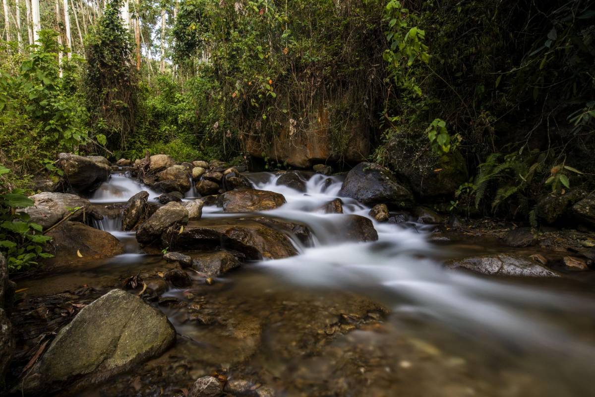 Los paisajes frescos adornan esta quebrada que surca Envigado. Foto: Edwin Bustamante