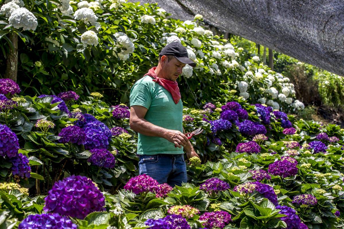Pequeños y grandes floricultores de Antioquia vieron reducidos sus pedidos desde el exterior. FOTO JUAN ANTONIO SÁNCHEZ OCAMPO