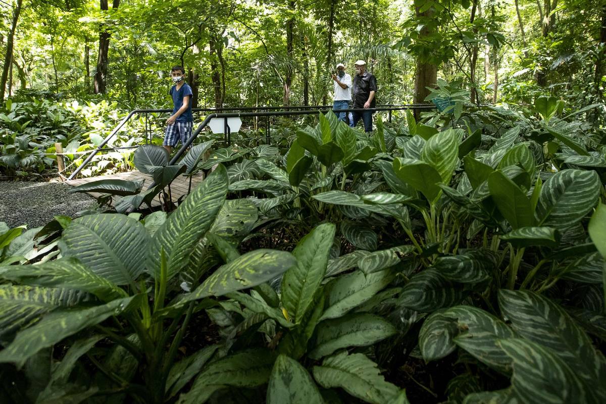 El Jardín abrirá parcialmente algunos espacios como el vivero, la tienda, la casa de las mariposas, el bosque tropical, el laboratorio de arquitectura urbana Foto: Jaime Pérez