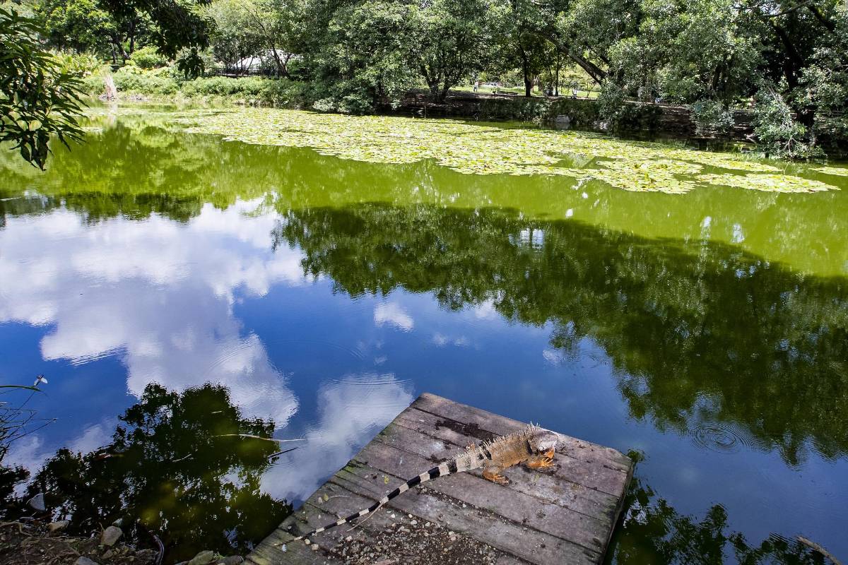 El Jardín abrirá parcialmente algunos espacios como el vivero, la tienda, la casa de las mariposas, el bosque tropical, el laboratorio de arquitectura urbana Foto: Jaime Pérez