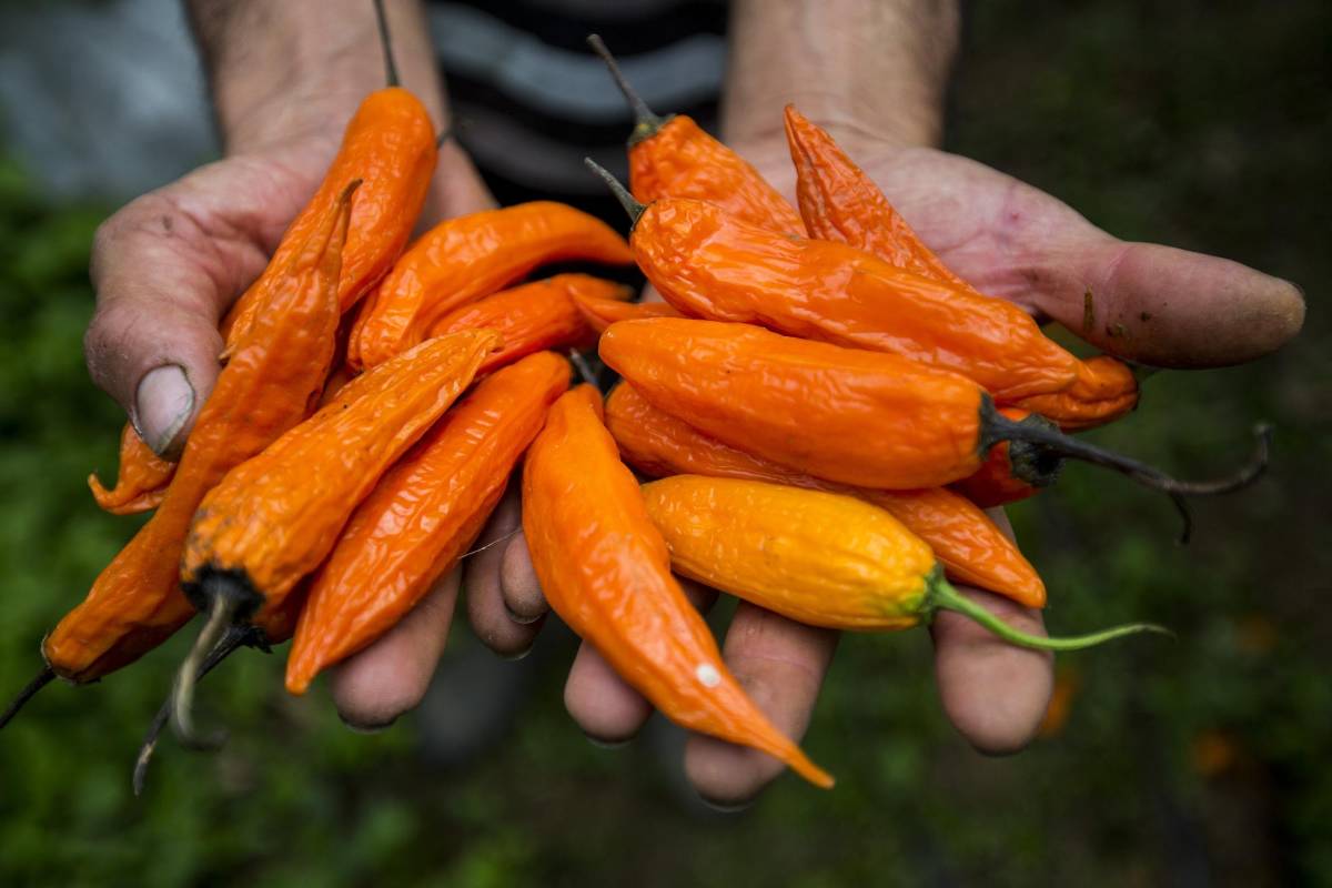 Las manos fuertes y curtidas de nuestros campesinos que labran la tierra. Gracias a ellas tenemos nuestro alimento diario. Foto: Julio César Herrera