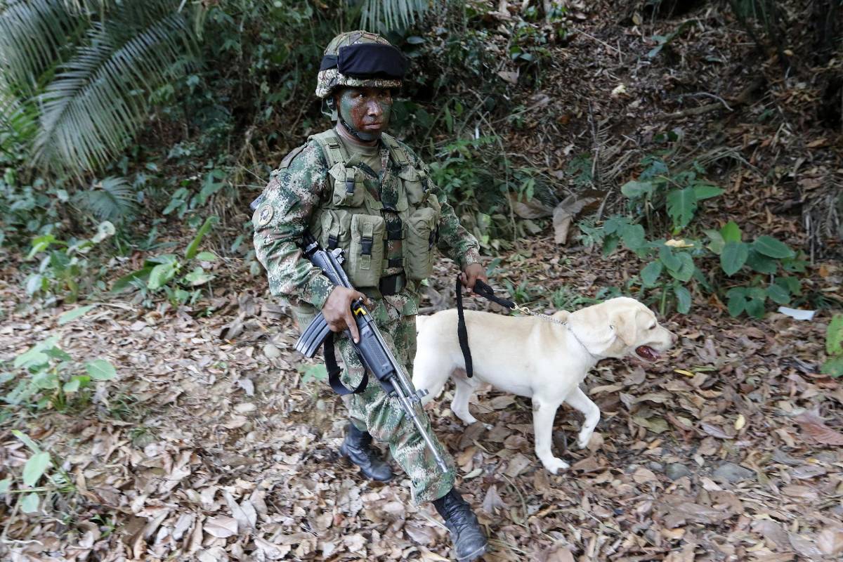 Ejercicios de entrenamiento de la Brigada Móvil numero 25 de la Fuerza de Tarea Nudo del Paramillo del Ejército, cuya misión es combatir a los frentes 18 y 36 de las Farc, al Eln y a las Bacrim en el norte de Antioquia y sur de Córdoba. Foto: Donaldo Zuluaga Velilla