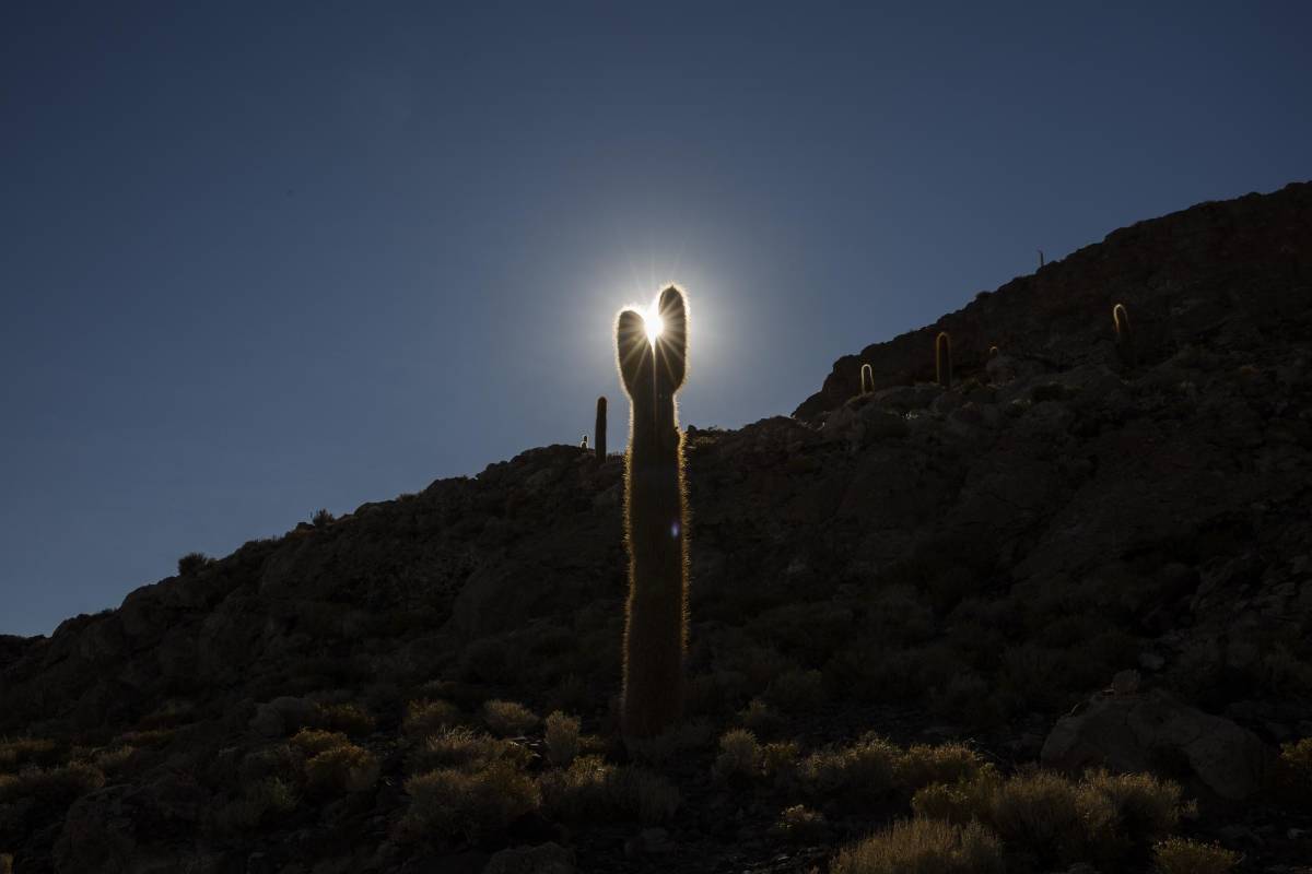La vegetación en los alrededores del salar es desértica y la altura de 3.663 metros sobre el nivel del mar lo hacen más complejo para la vida. Foto: Esteban Vanegas
