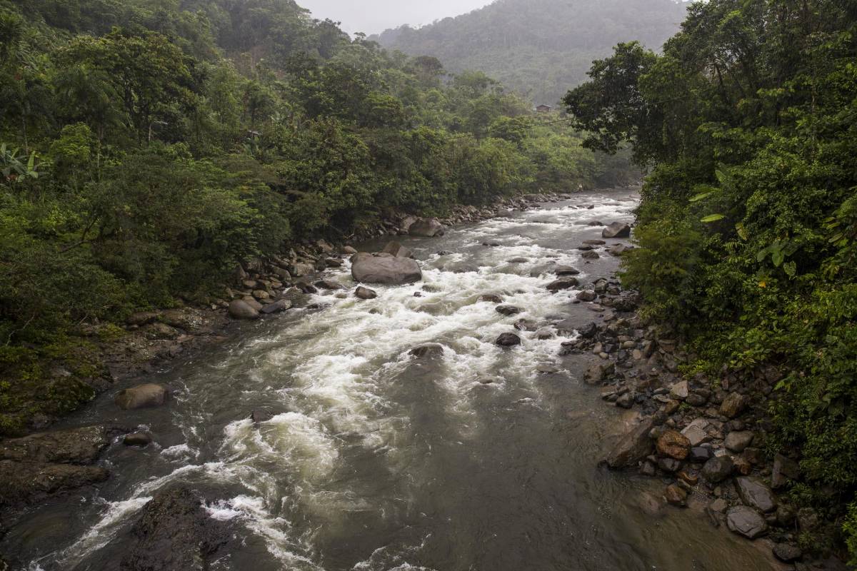 Uno de los afluentes del río Atrato. Foto: Esteban Vanegas