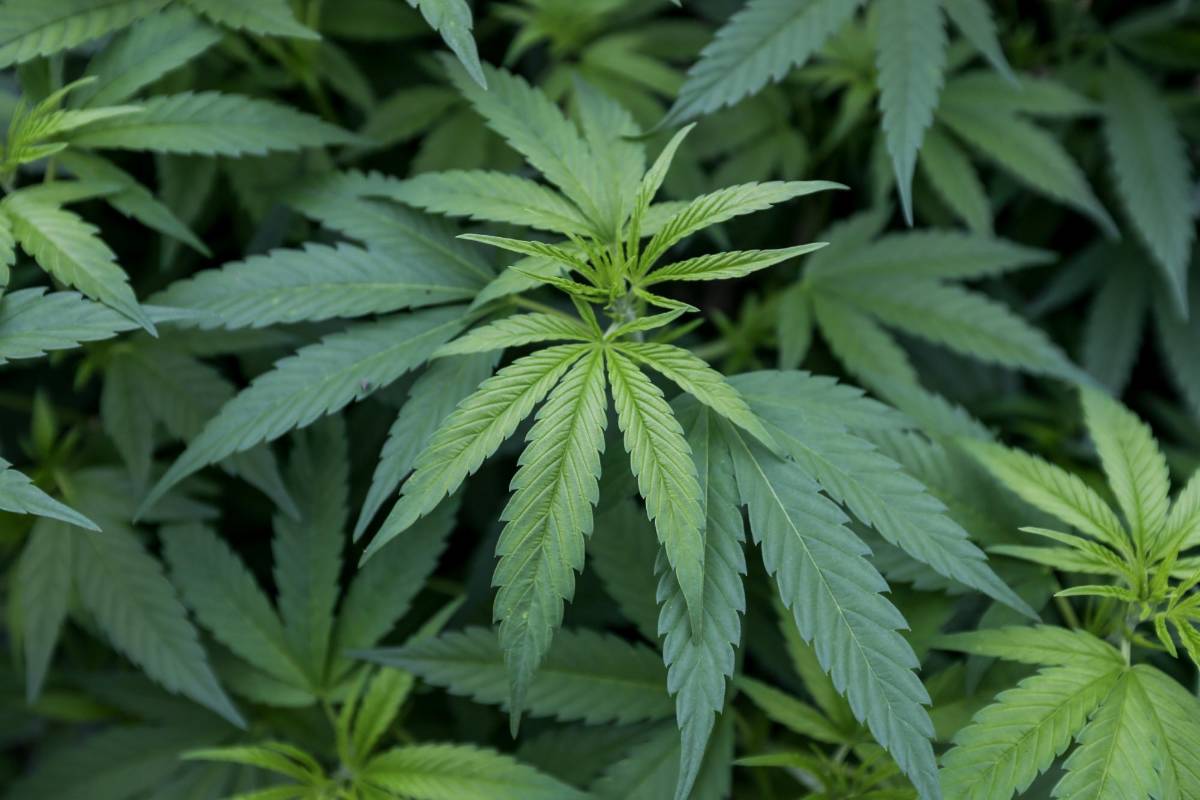 Con la ley 30 de 1986, se abrió la ventana para el aprovechamiento del cannabis con fines medicinales. FOTO: SANTIAGO MESA. 