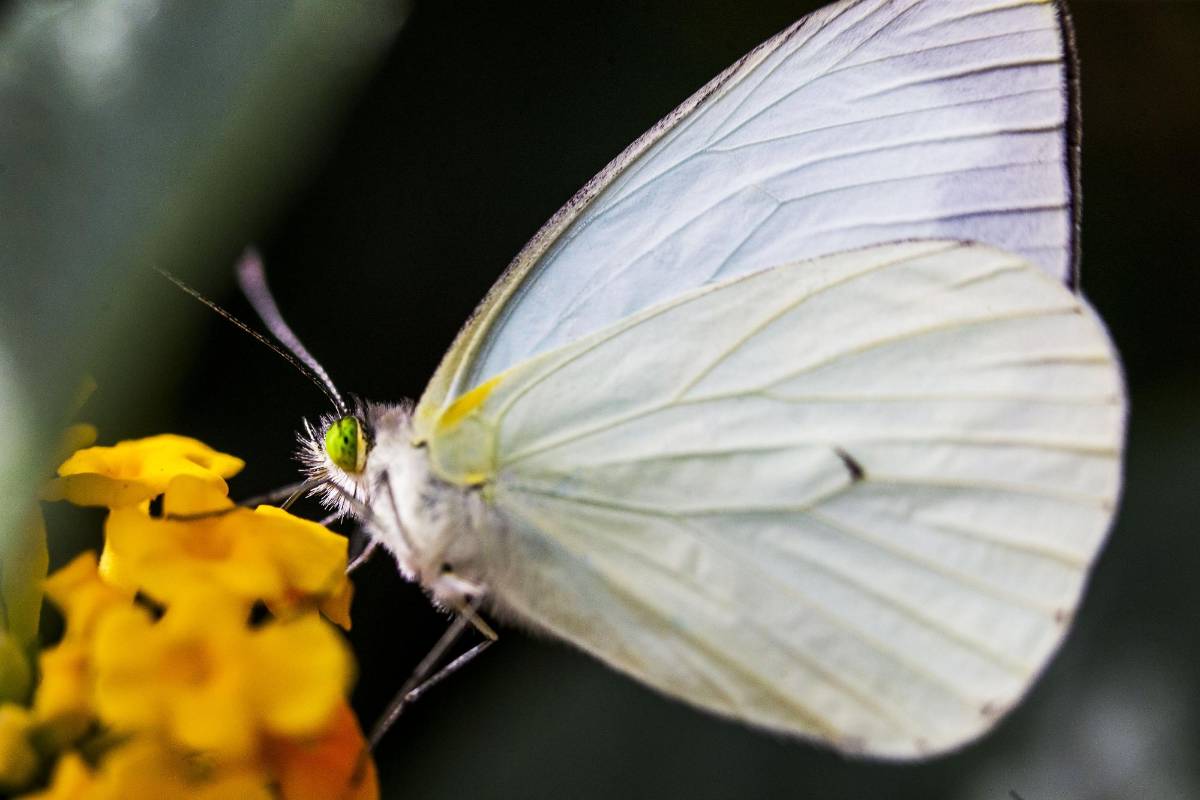 Una de sus características es la llegada de cientos de mariposas, en su mayoría Monarcas, Trinidad y Colipato verde: Foto: Julio César Herrera.