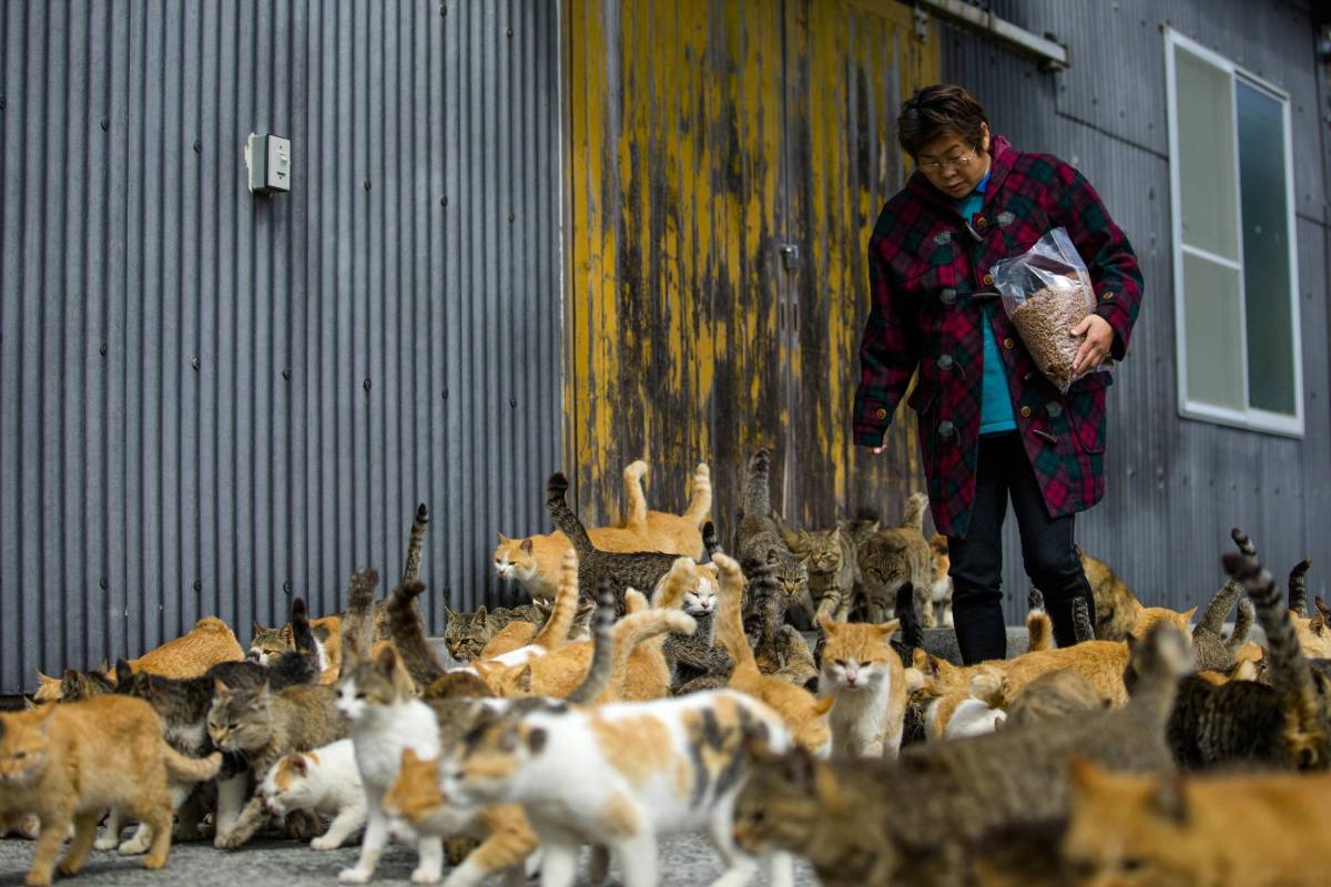 Esta mujer lleva una bolsa de comida para gatos. FOTO Reuters
