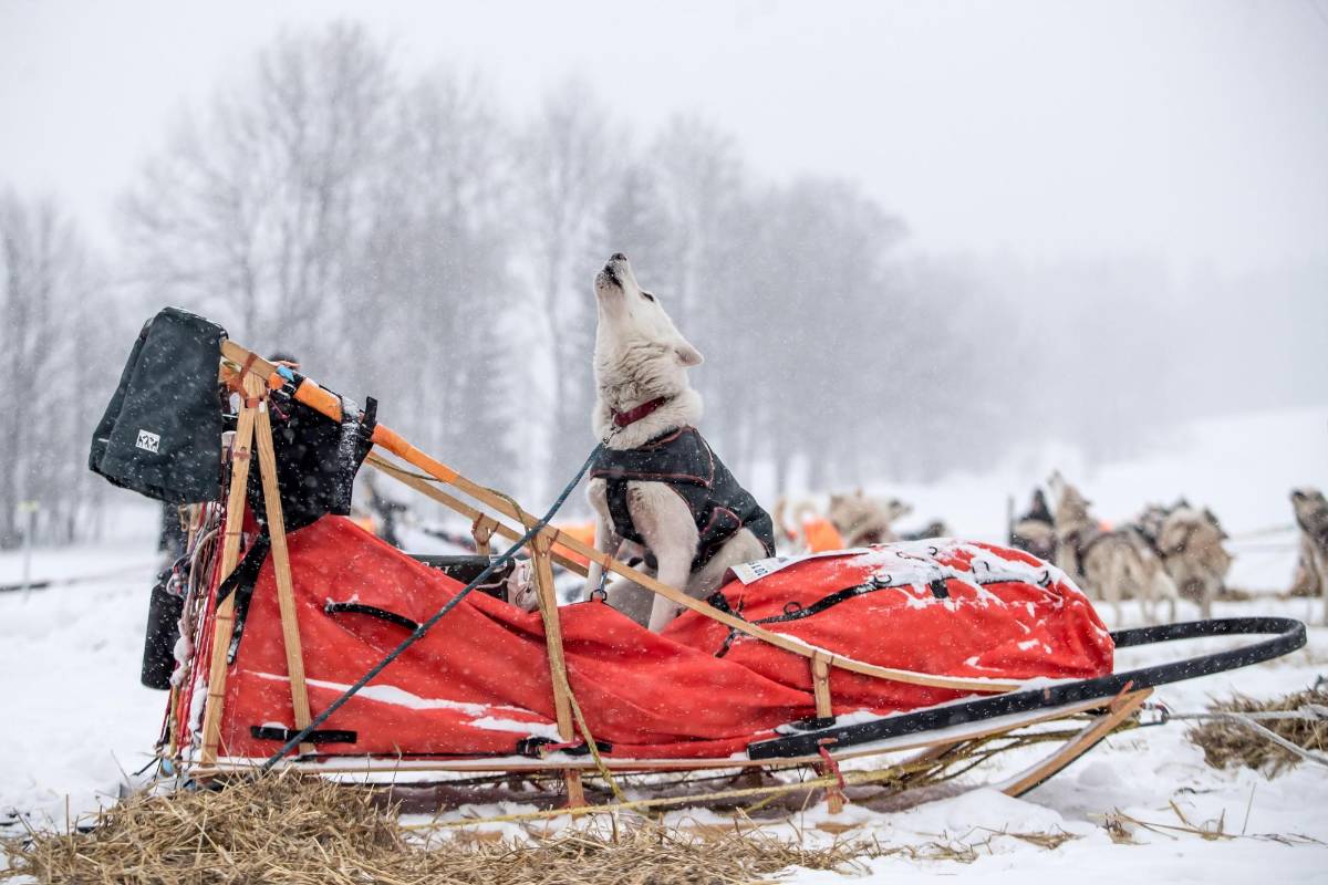 La prueba, que transcurre a través de los caminos de las montañas Orlické Hory, es una de las más exigentes en su disciplina tanto para los mushers (pilotos) como para sus perros. Foto. Martin Divisek EFE