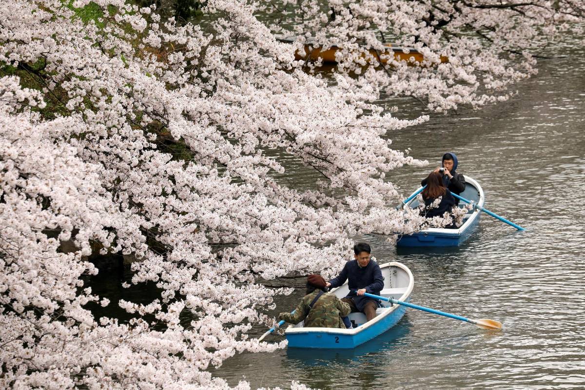 Los espectadores comienzan una carrera contrarreloj para disfrutar al máximo de la belleza de estas frágiles flores, antes de que la lluvia y el viento vuelvan a desnudar de su color a los cerezos hasta el próximo año. FOTO EFE