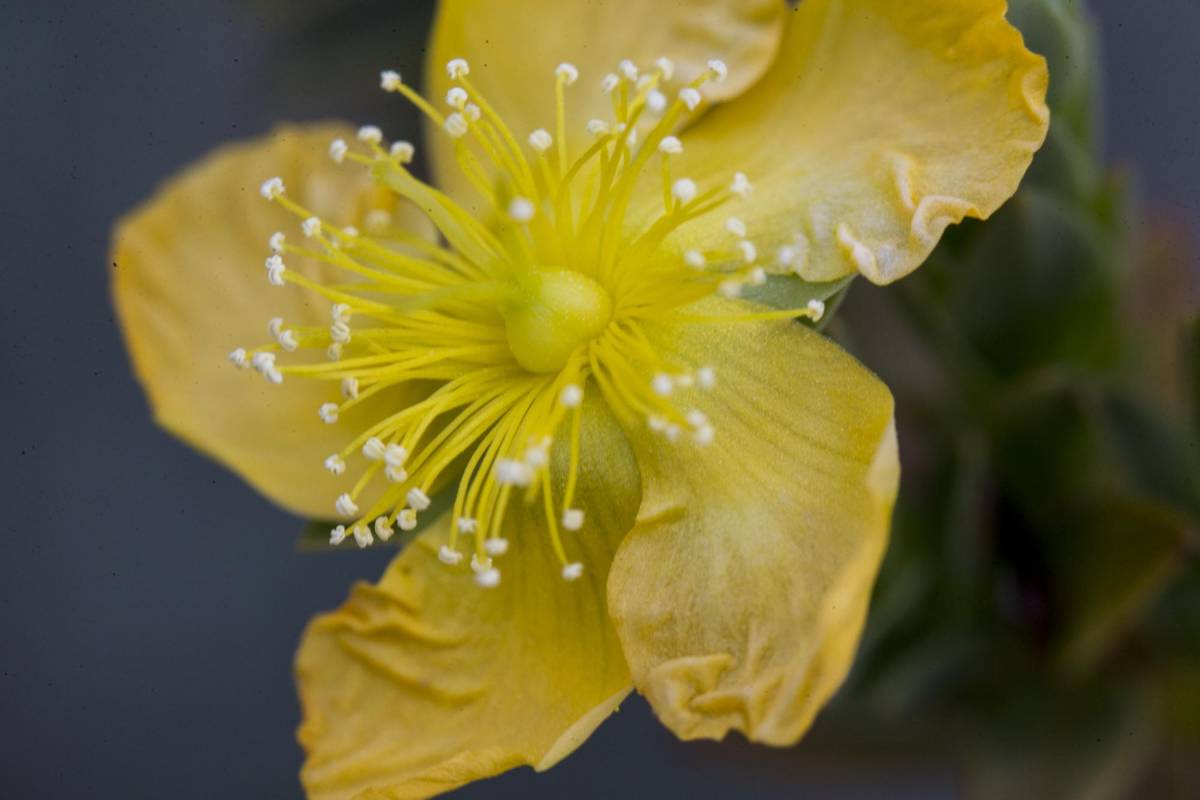 Gran diversidad de plantas se dan en la parte alta de este páramo, a más de 3.000 msnm hay especies en peligro por la expansión de la frontera agrícola y el cambio climático. Foto: Esteban Vanegas
