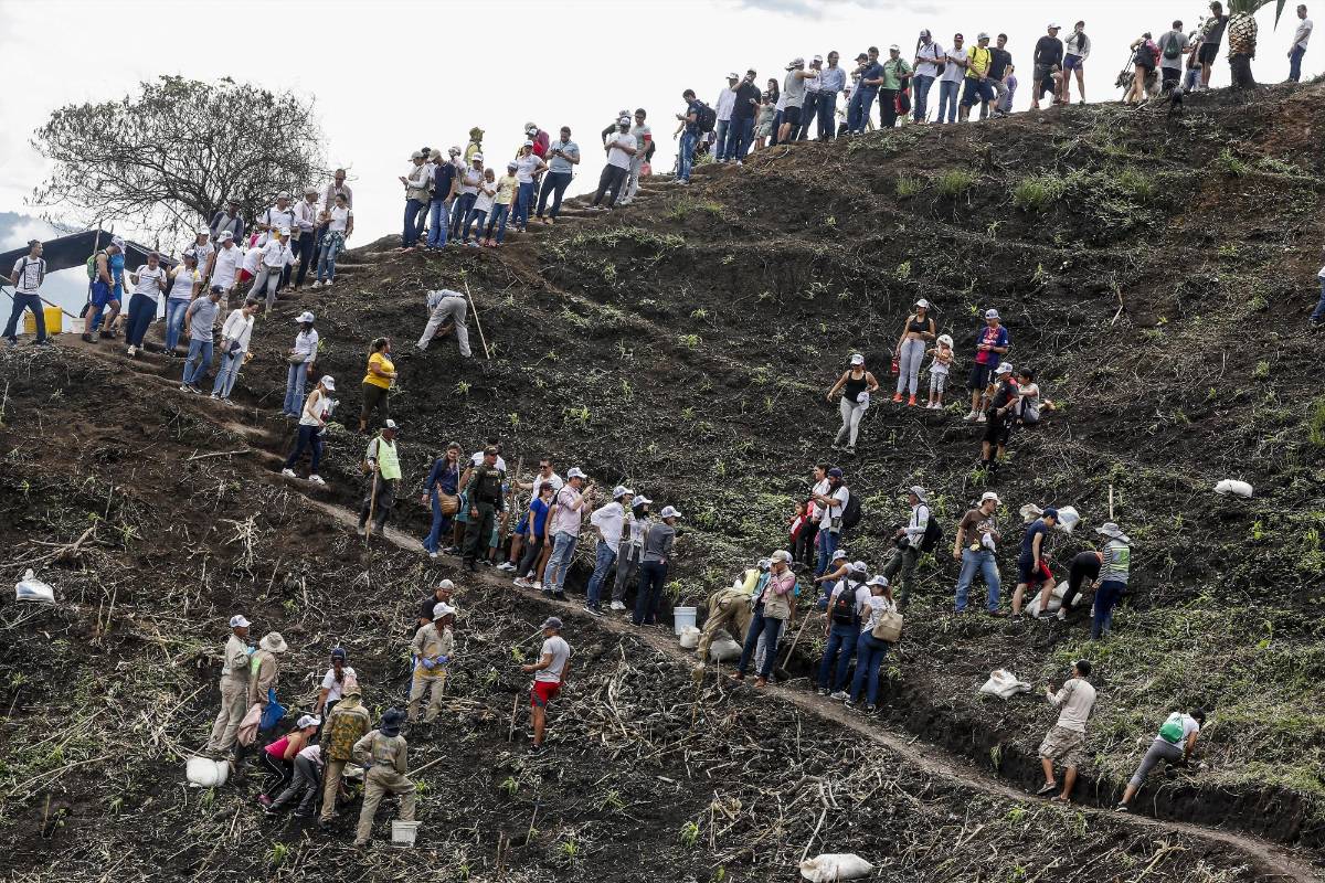 La siembra masiva de árboles se realizó en la zona de ingreso de los caminantes del cerro. FOTO JAIME PÉREZ MUNÉVAR