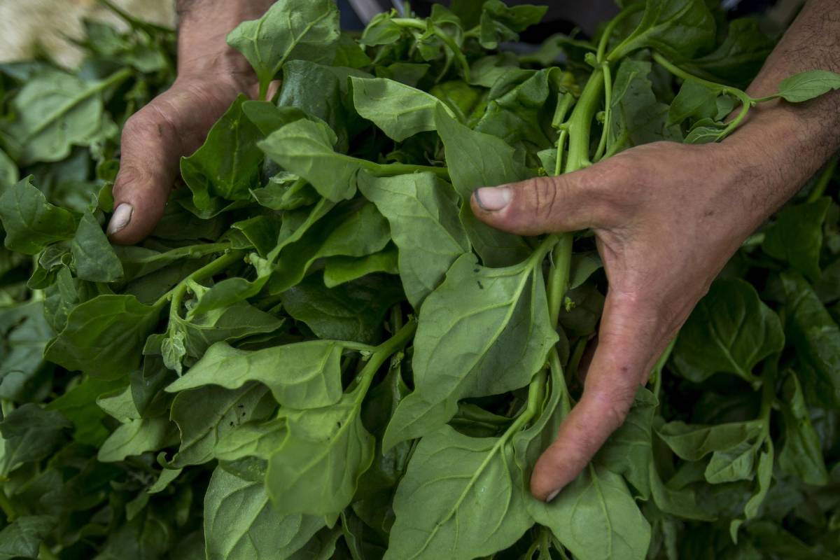 Las manos fuertes y curtidas de nuestros campesinos que labran la tierra. Gracias a ellas tenemos nuestro alimento diario. Foto: Julio César Herrera