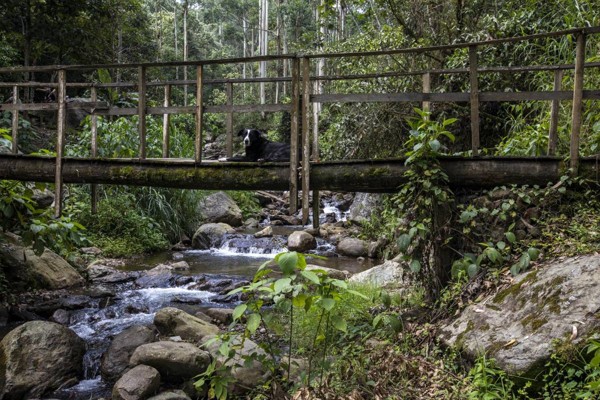 El Vallano, en Envigado, guarda ruidos de la naturaleza: el canto de los pájaros, árboles que se agitan con el viento y el correr del agua por el caudal de la quebrada La Ayurá. Foto: Edwin Bustamante